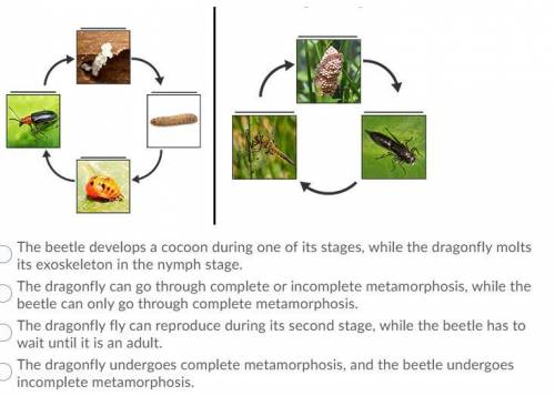 What's the difference between the life cycle of the beetle and dragon fly