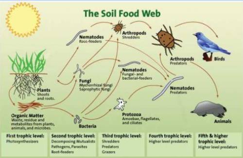 Should we add soil to our food web?

Directions: Please explain how the soil food web on the previ