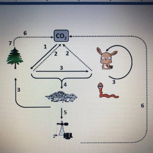 I NEED TO KNOW ASAP PLEASEEE

Each diagram in the cycle represents a reservoir for carbon. Und