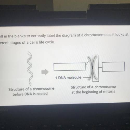 I need help

Fill in the blanks to correctly label the diagram of a chromosome as it looks at diff