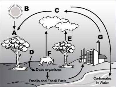Analyze the given diagram of carbon cycle below.

Part 1: What is happening at location G?
Part 2: