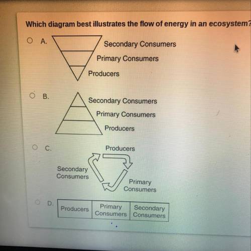 Which diagram best illustrates the flow of energy in an ecosystem?