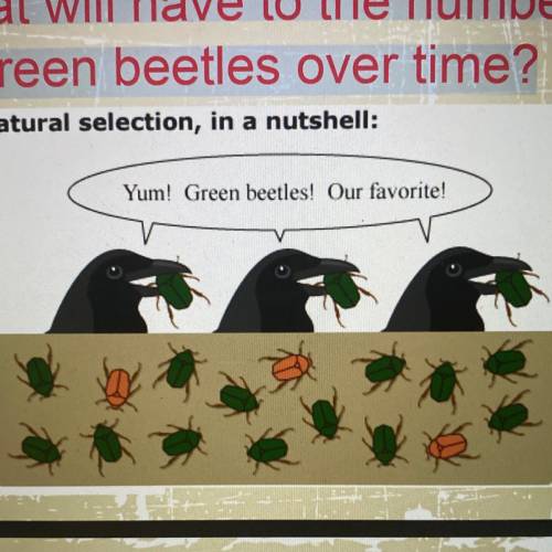 What will have to the number of green beetles over time?