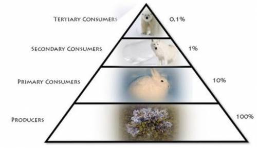The level occupied by the wolf at the top of this energy pyramid is a ____________ _____________.