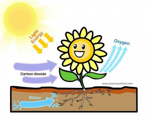Which plant process is illustrated above?

transpiration
respiration
photosynthesis
germination