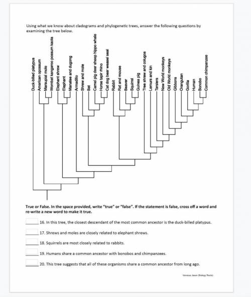 An introduction to cladograms and trees