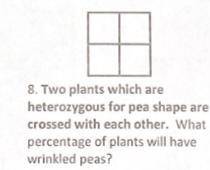 Can someone please answer this Punnett square question for brainliest