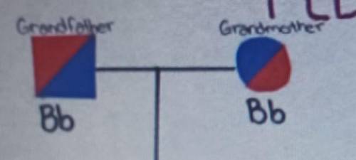 can anyone explain what a square or circle that has a line between them mean in a pedigree chart? p