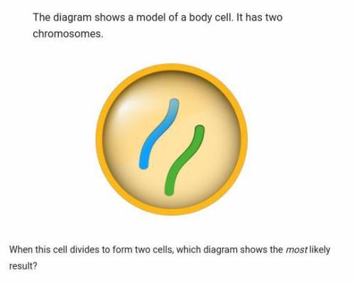 When this cell divides to form two cells which diagram shows the most likely result
