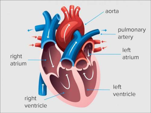 Left ventricle right ventricle
Label on heart