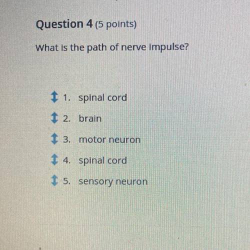 What is the path of nerve impulse?

You have to put it in the right spot !
Someone help please?