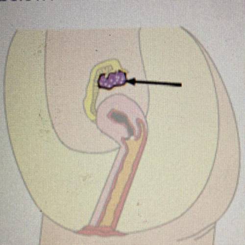 What is the purpose of the part of the female reproductive system highlighted

below?
O A. Develop