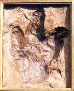 The following image shows the hardened impression of a dinosaur's footprint. What type of fossil is