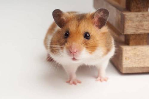 BREAKING NEWS

HOLY HAMSTER HAS SOMETHING IMPORTANT
HAPPPY VALITINES DAY ]
holy hamster is deprese