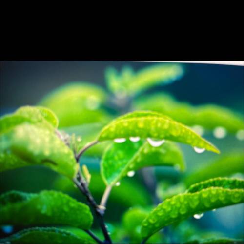 look at the image of the water drops on the leaves. predict where this water came from and where it