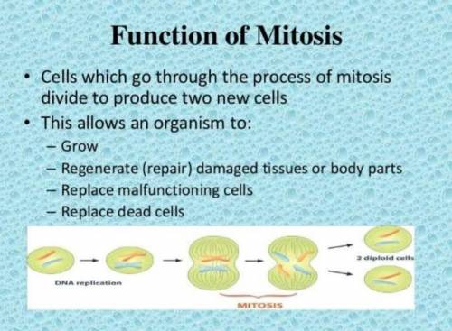 What is the function of mitosis?​