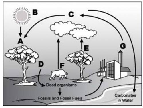 Analyze the given diagram of the carbon cycle below.

Part 1: Which compound does C represent?
Par