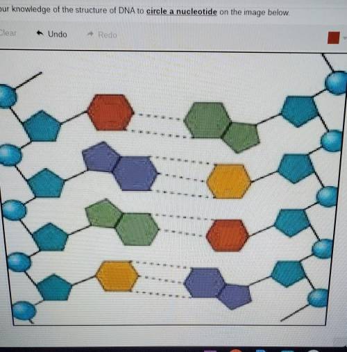 Use your knowledge of the structure of DNA to circle a nucleotide on the image below.​