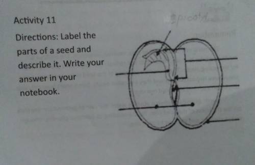 Activity 11

Directions: Label theparts of a seed anddescribe it. Write youranswer in yournotebook