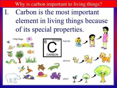 What are three reasons Carbon is an important molecule for living organisms?
