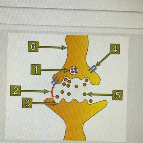 Label the axon, motor end plate (neurotransmitter receptor), calcium channel, synaptic vesicles, ne
