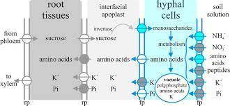 Image result for How do plants and fungi exchange nutrients?