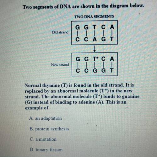 Help me please with an explanation

Two segments of DNA are shown in the diagram below.
TWO DNA SE