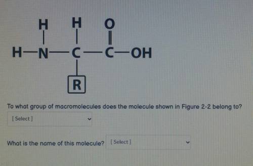 To what group of macromolecules does the molecule shown in figure 2-2 belong to?

what is the name