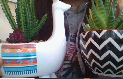 Here are my two of my plants Gerald is the striped one and lepe is the llama one