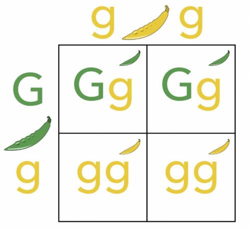 If Green pods are dominant (G) and Yellow recessive (g) what is the phenotype of and individual who