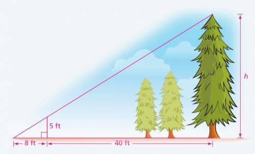 C The triangles in this picture are similar. Find the height of the tree.