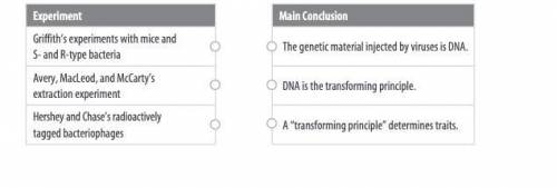 Match each conclusion about the role of DNA as the molecule of inheritance to the correct experimen