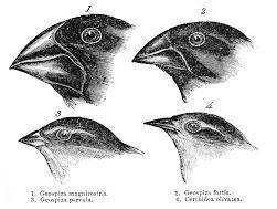 Charles Darwin studied the finches in the galapagos islands and found that their beaks vary in shap