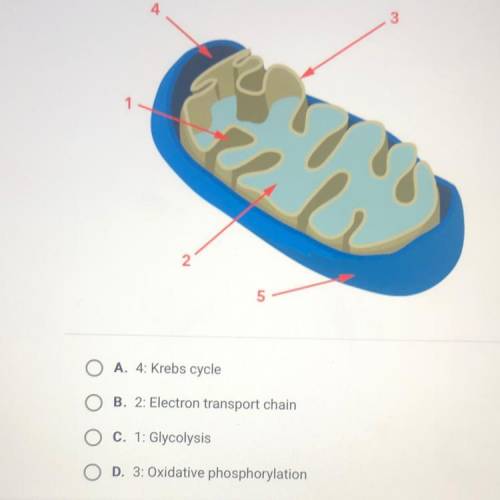 The image shows the structures of a mitochondrion. Which of the following

structures is correctly