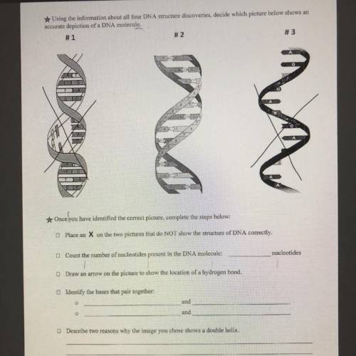 1. Count the number of nucleotides present in the DNA molecule: ________ nucleotides.

2. The loca