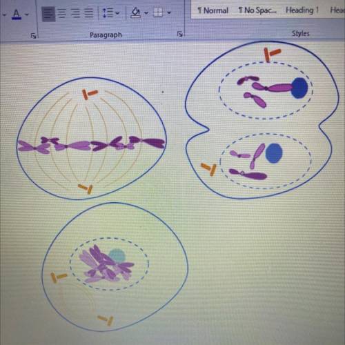 ...Can someone help me identify the stages of these cells?