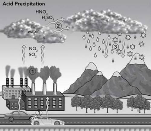 Look at the diagram. Explain the effects or actions of acid precipitation in the areas of the diagr