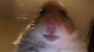 Come on my frend hamsters join join JOIN