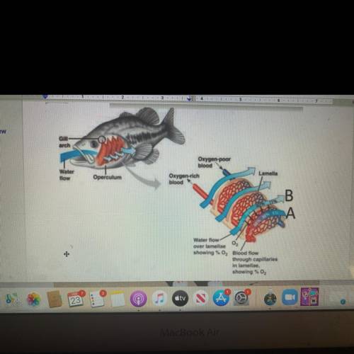1. in the image of the fish gills to the far right, why do the values for oxygen concentration incr