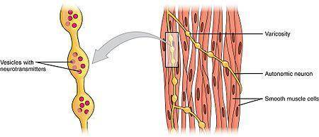 What type of muscle is smooth muscle?