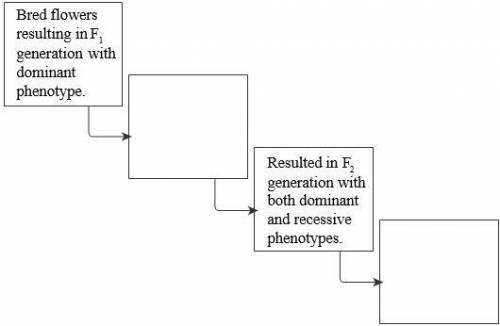 Fill in the sequence diagram below to summarize Mendel’s experimental process.