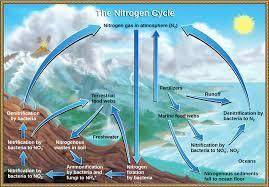 Why are normally unseen members of the food web, such as soil microorganisms, essential to the nitro