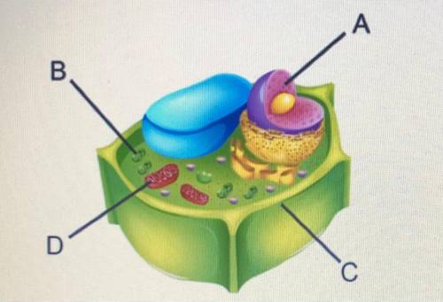 Which two features are present in a plant cell but not in an animal cell?

Distinguishing between