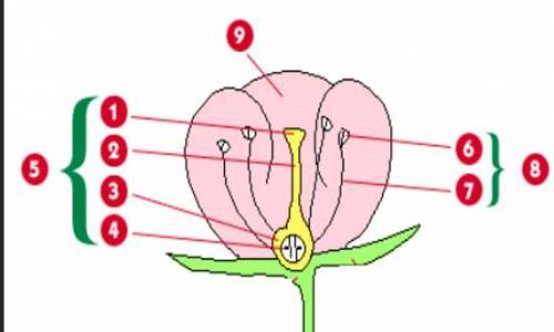❗❗❗❗❗❗❗❗❗❗❗❗❗❗Please help !! ASAP!.

What part of a flowering plant develops into a seed after fer