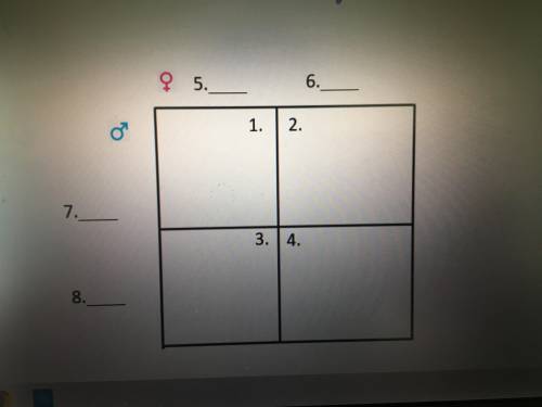 Help fill in the Punnett square