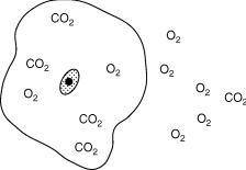 The accompanying diagram represents a cell in water. Formulas of molecules that can move freely acr