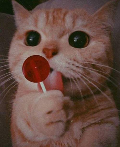 This what i get for teaching my cat to eat my lollipops hahahahahahahahhahahaha