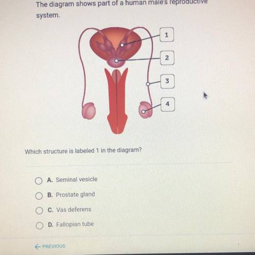 The diagram shows part of a human male's reproductive

system
1
2
3
4.
Which structure is labeled