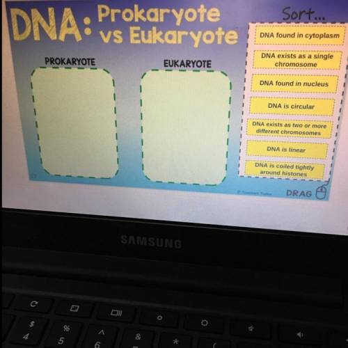 Sort...

DNA: Prokaryote
vs Eukaryote
DNA found in cytoplasm
PROKARYOTE
EUKARYOTE
DNA exists as a