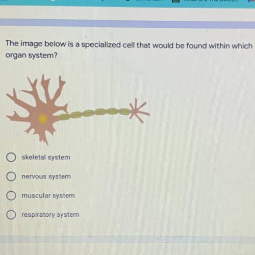 The image below is a specialized cell that would be found within which

organ system?
skeletal sys